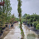 Trachelospermum jasminoides 250-300 cm 15L