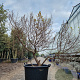 Ulmus minor 'Jacqueline Hillier' 125-150 cm container meerstammig