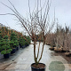 Ulmus minor suberosa 300-350 cm container meerstammig