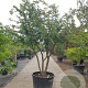 Ulmus minor suberosa 300-350 cm container meerstammig
