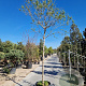Vitex agnus-castus 200 cm stam container 18-20 leiboom
