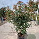 Viburnum tin. 'Eve Price' 80-100 cm 18L struik