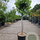 Viburnum tin. 'Eve Price' 80 cm stam container bol 50-60