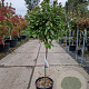 Viburnum tin. 'Eve Price' 80 cm stam container bol 50-60