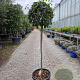 Viburnum tin. 'Eve Price' 90 cm stam 30L