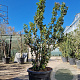 Viburnum tinus 200-250 cm container meerstammig extra