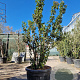 Viburnum tinus 200-250 cm container meerstammig extra