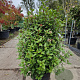 Viburnum tinus 70-80 cm 25L extra