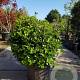 Viburnum tinus 80-100 cm container met stok