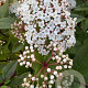Viburnum tin. Spirit 60-70 cm 25L bol