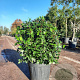 Viburnum tin. Spirit 60-70 cm 25L bol