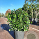 Viburnum tin. Spirit 80 cm stam 25L