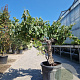 Vitis vinifera 50 cm stam cont. 70L 30-40