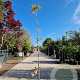 Wisteria brach. 'Okayama' 175-200 cm 3,0L