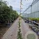 Wisteria brach. 'Okayama' 200-250 cm 10L