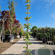 Wisteria brach. 'Okayama' 250-300 cm 7,5L