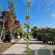 Wisteria brach. 'Okayama' 250-300 cm 7,5L