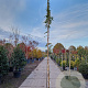 Wisteria brach. 'Okayama' 350-400 cm 25L