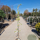 Wisteria brach. 'Showa-beni' 175-200 cm 10L