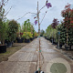 Wisteria flor. 'Honbeni' 175-200 cm 10L