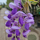 Wisteria flor. 'Honbeni' 175-200 cm 10L