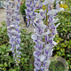 Wisteria flor. 'Lawrence' 175-200 cm 3,0L