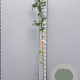Wisteria flor. 'Lawrence' 175-200 cm 3,0L