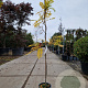 Wisteria floribunda 175-200 cm 3,0L