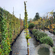 Wisteria floribunda 200-250 cm 10L