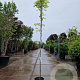 Wisteria flor. 'Multijuga' 175-200 cm 3,0L