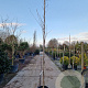 Wisteria flor. 'Shiro-noda' 350-400 cm 25L