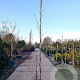 Wisteria flor. 'Shiro-noda' 350-400 cm 25L
