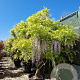 Wisteria sinensis 200-250 cm cont. 150L stam