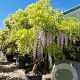 Wisteria sinensis 250-300 cm cont. 150L solitair