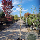Wisteria sinensis 275-300 cm cont. 70L struik