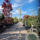Wisteria sinensis 275-300 cm cont. 70L struik