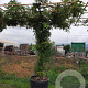 Wisteria sinensis 'Prolific' 200 cm stam container dakvorm
