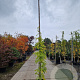 Wisteria sinensis 'Prolific' 350-400 cm 25L