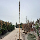 Wisteria sinensis 'Prolific' 500-550 cm container