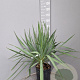 Yucca gloriosa 50-70 cm 10L