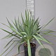 Yucca gloriosa 50-70 cm 10L