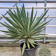 Yucca gloriosa 'Variegata' 60-80 cm container