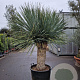 Yucca rostrata 140-150 cm container vertakt