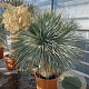 Yucca rostrata 140-150 cm container vertakt