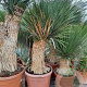 Yucca rostrata 140-150 cm container vertakt