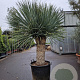 Yucca rostrata 140-150 cm container vertakt