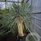 Yucca rostrata 150-160 cm container vertakt