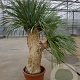 Yucca rostrata 150-160 cm container vertakt