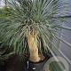 Yucca rostrata 150-160 cm container vertakt