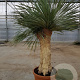 Yucca rostrata 150-160 cm container vertakt